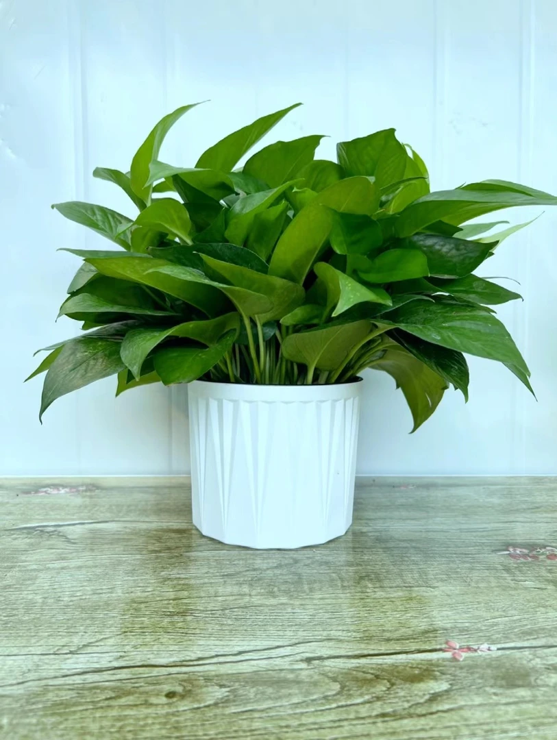 180#培育种植生长绿萝盆栽室内吸附甲醛净化空气优选鲜活花卉