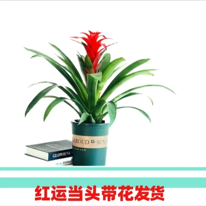 鸿运当头盆栽植物年宵花卉凤梨红星室内开花植物春季客厅防辐射