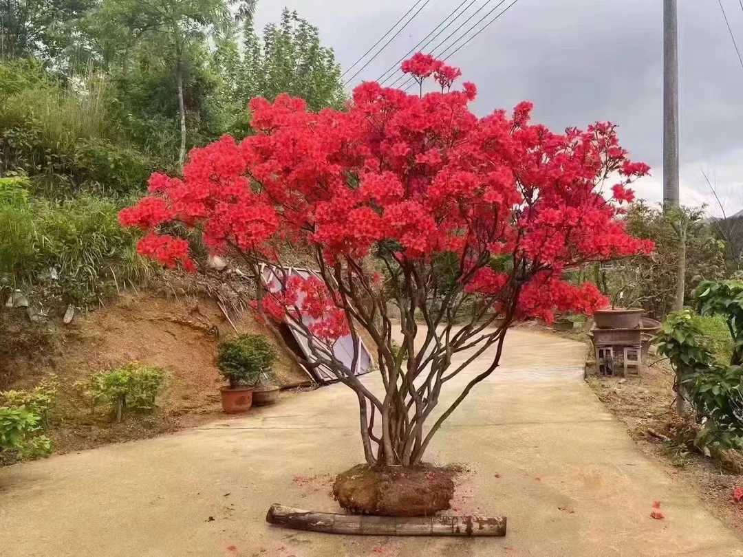 大别山先花后叶映山红