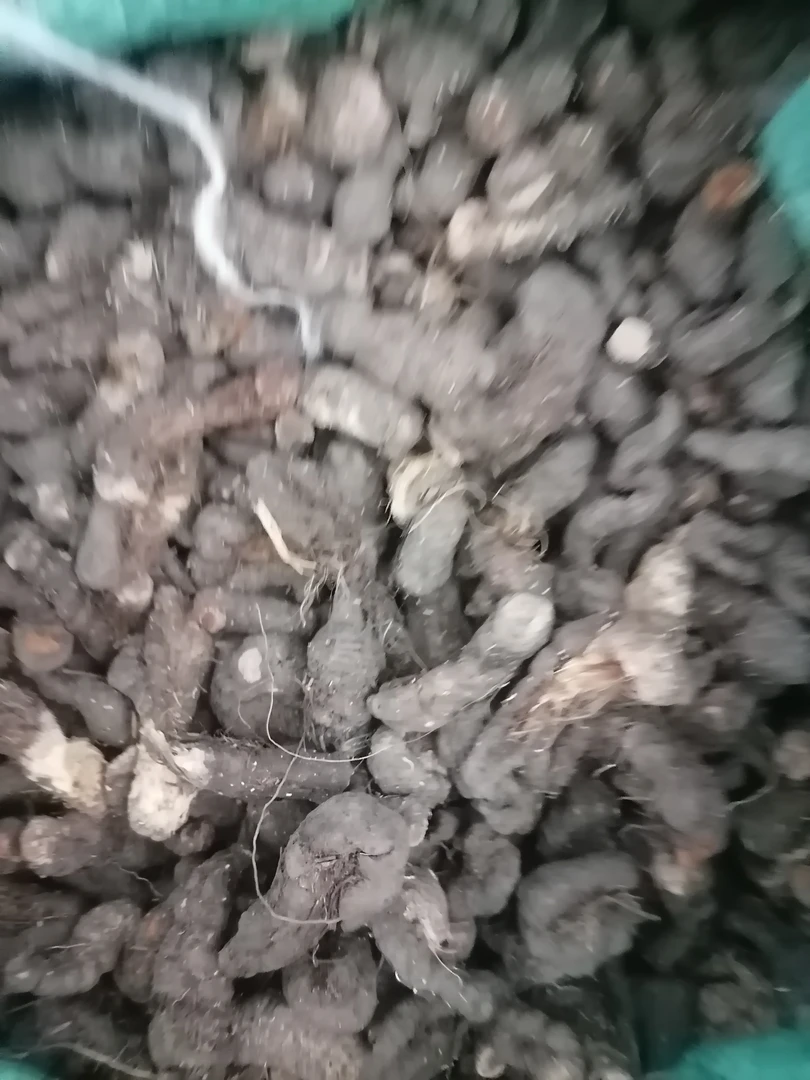 甘肃紫参拳参采挖250g包邮