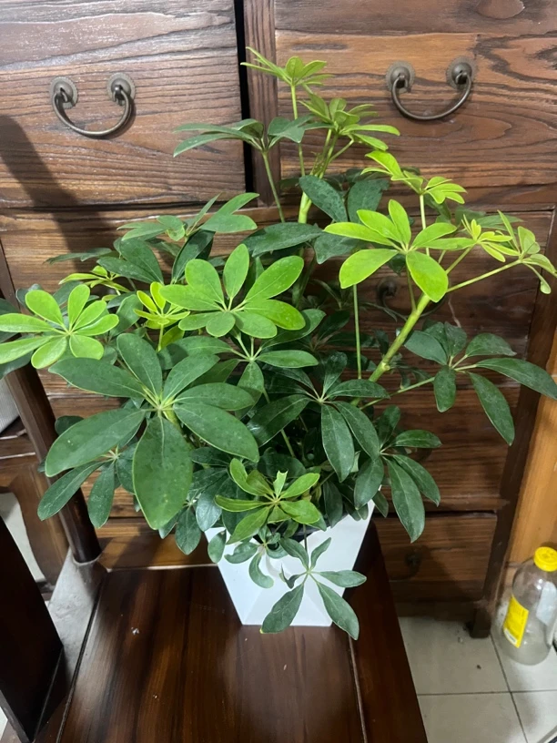 鸭脚木多年生木本植物皮实好养常绿室内外花墙花园绿化园林