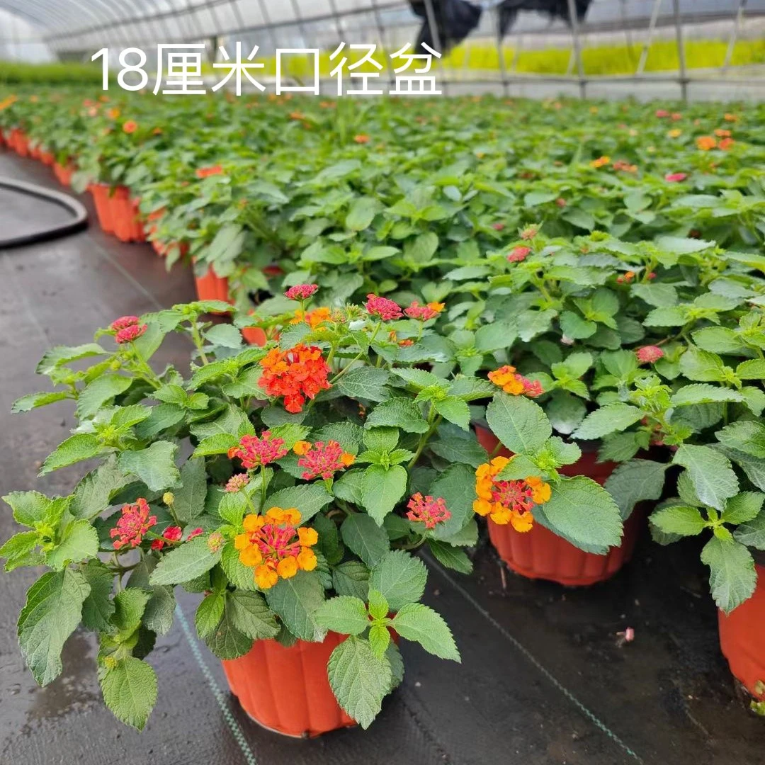 五色梅耐热春夏秋花期长（运输过程中容易掉叶子介意勿拍）