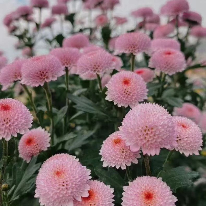 珠玉之卵网红小雏菊多年生宿根花卉耐热耐寒花期超长