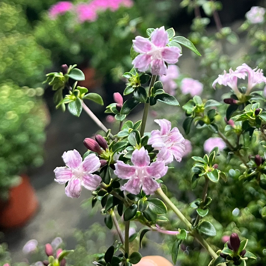 金边六月雪室内绿植庭院地栽多年生木本花卉