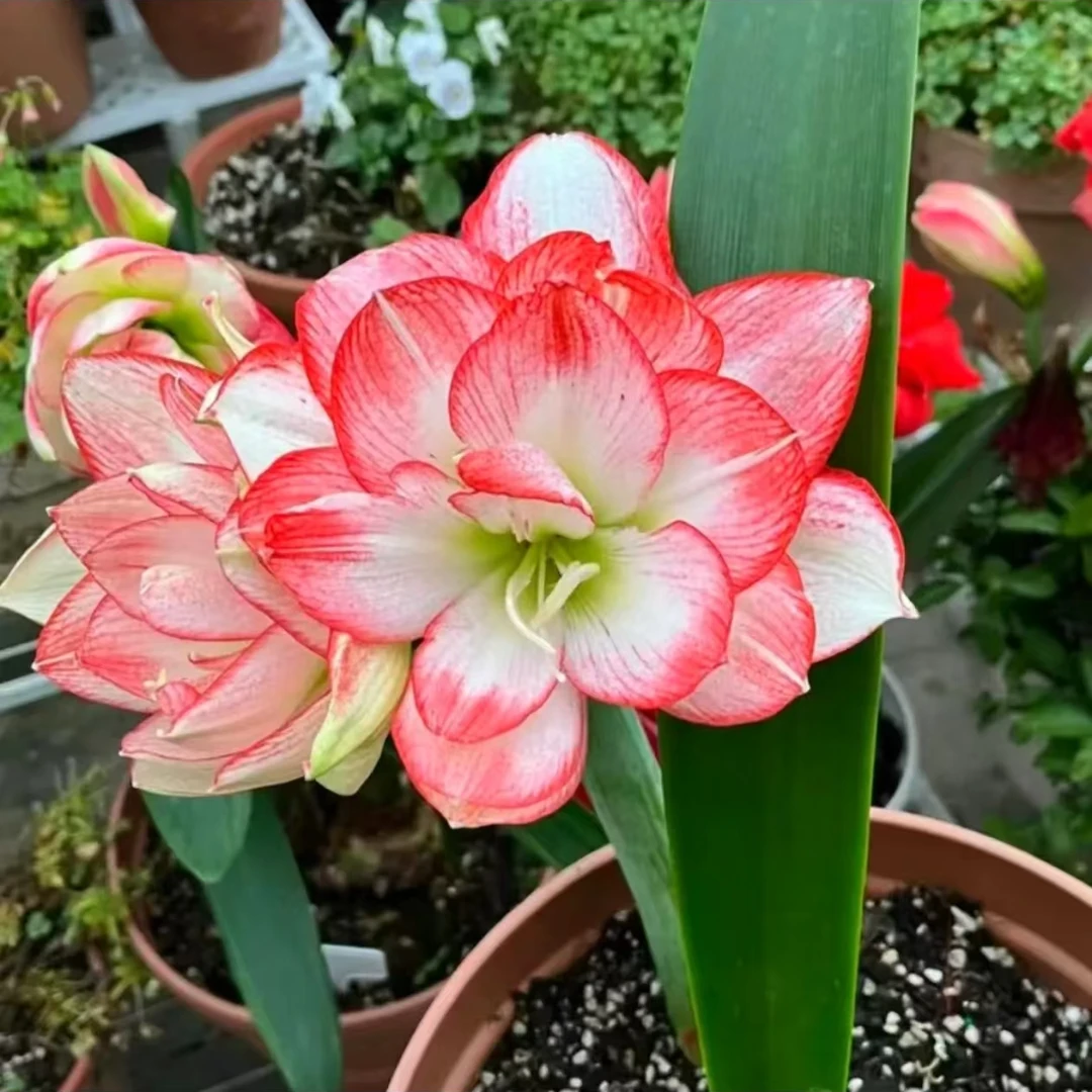 【北方姑娘】澳洲成熟重瓣朱顶红种球室内外盆栽花卉种植观赏性