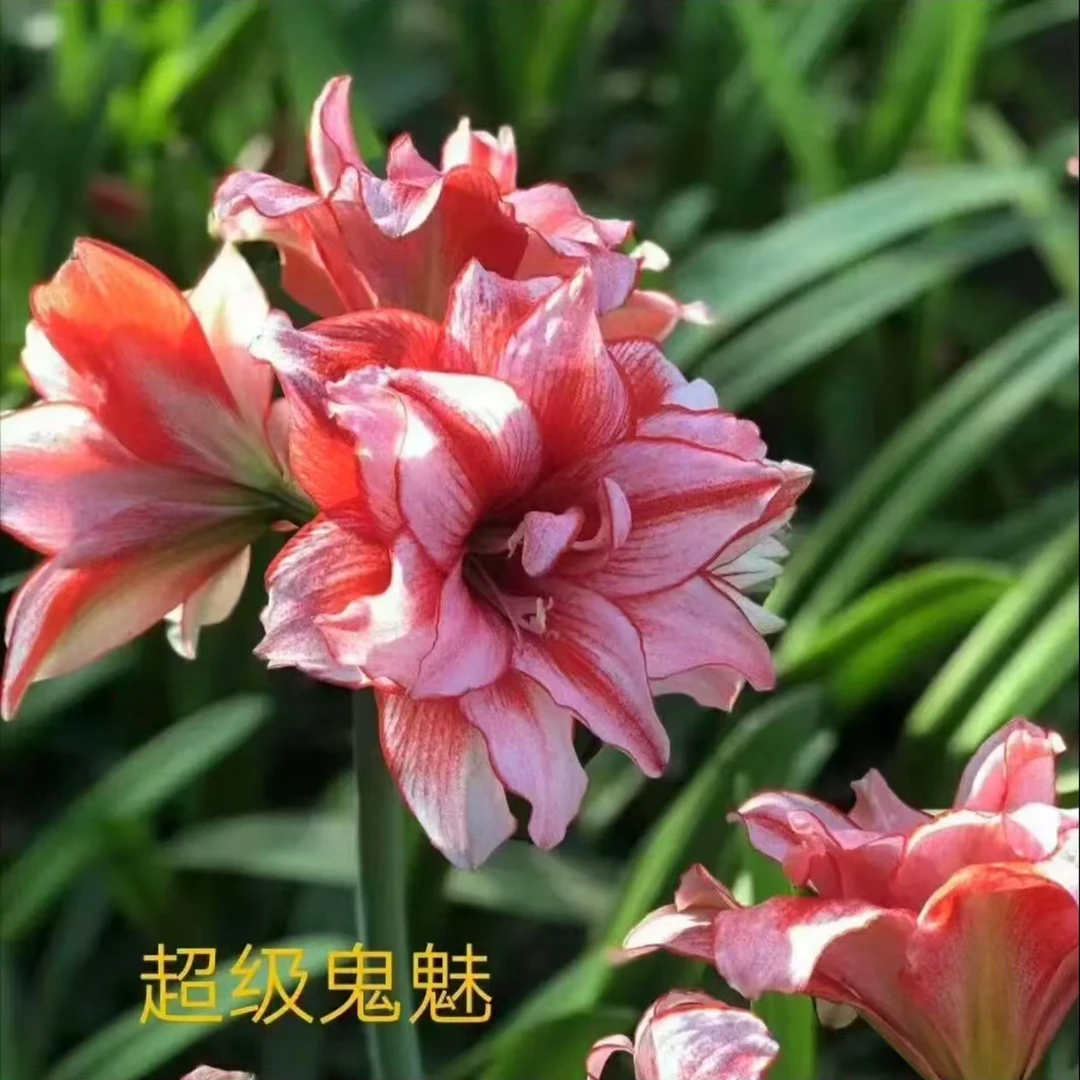 白肋鬼魅霸王别姬鬼P超级鬼魅朱顶红种球自然球