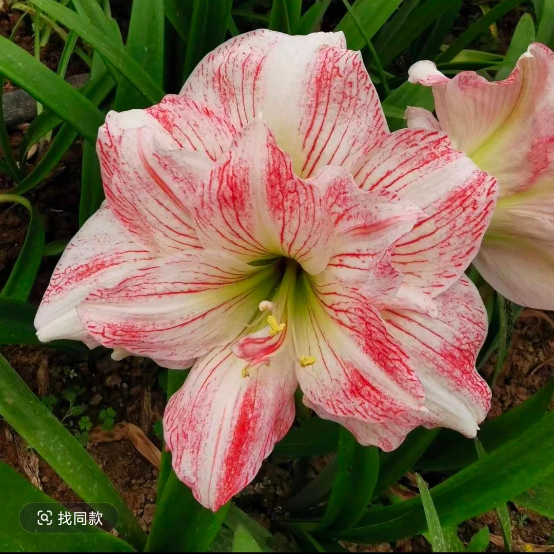 【情丝】自育精品重瓣朱顶红种球裸根包对版花瓣有丝绒感