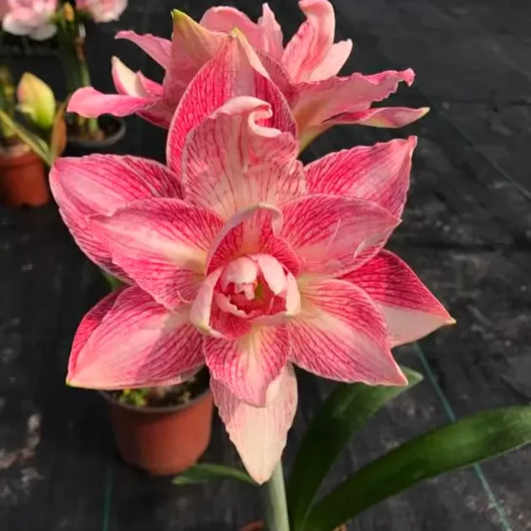 【闪亮～澳洲重瓣】澳洲重瓣大花朱顶红种球苗盆栽地栽