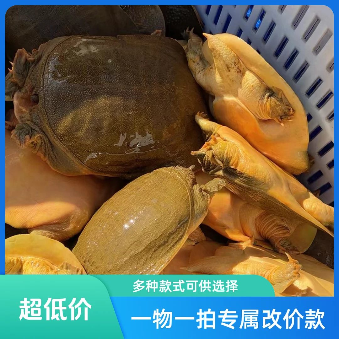直播间专属改价款甲鱼 非直播勿拍