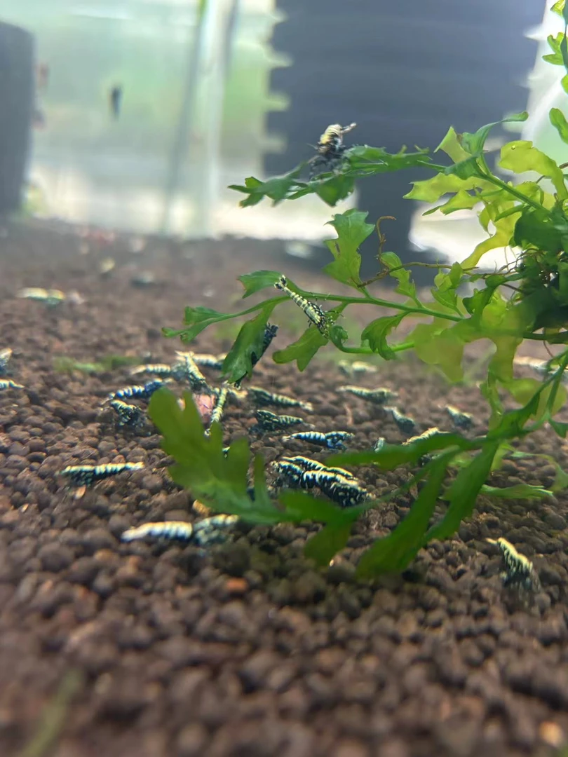 黑银河水晶虾淡水虾观赏虾宠物虾工具虾除藻虾观赏鱼鱼缸水族