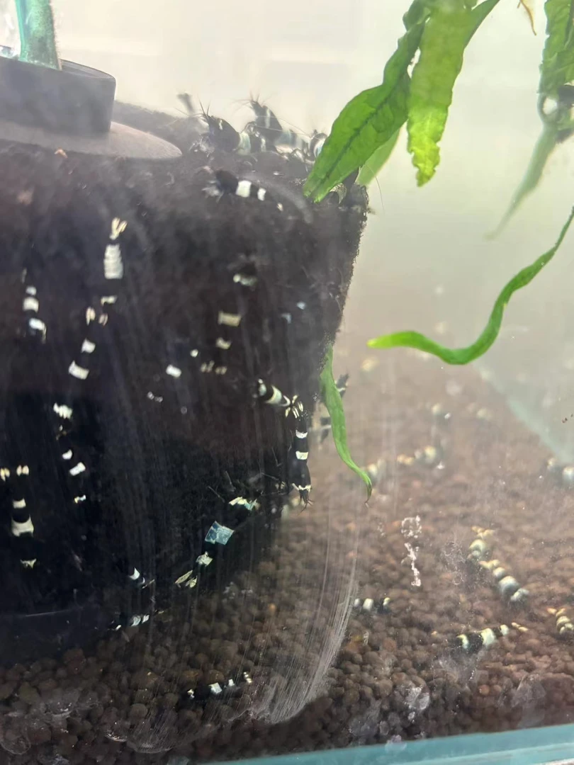黑金刚水晶虾淡水虾观赏虾观赏鱼除藻虾工具虾鱼缸水族宠物