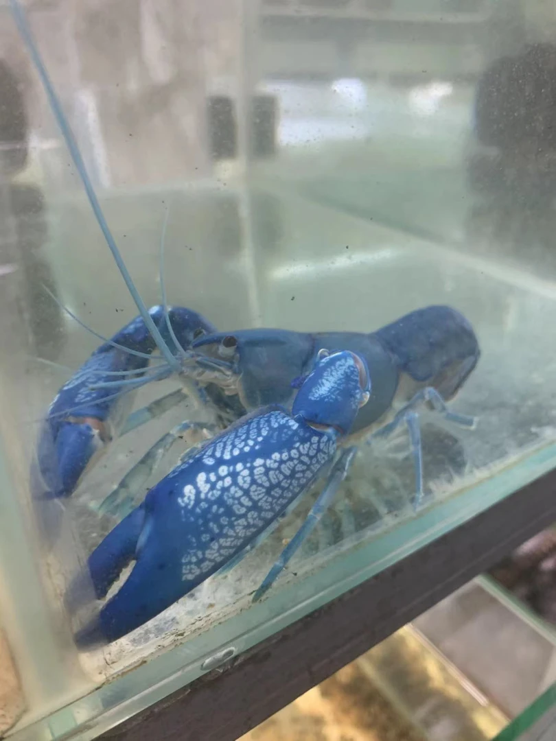 人工天空蓝魔虾火山破坏者观赏虾淡水虾鳌虾水族鱼缸宠物观赏鱼