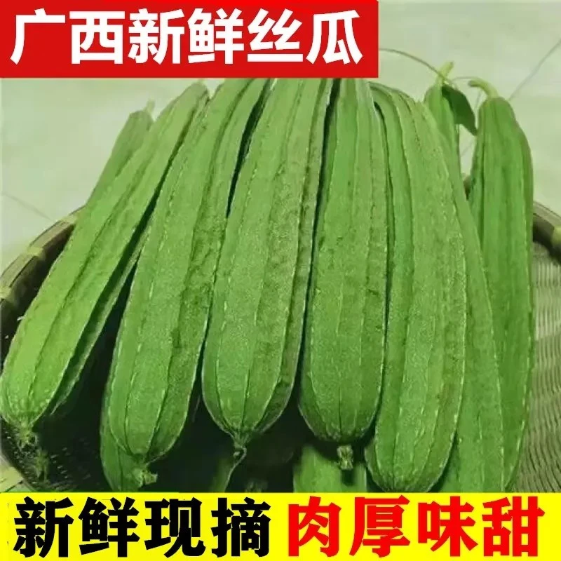广西新鲜丝瓜棱角丝瓜八角瓜新鲜现摘大肉甜丝瓜农家当季蔬菜现货