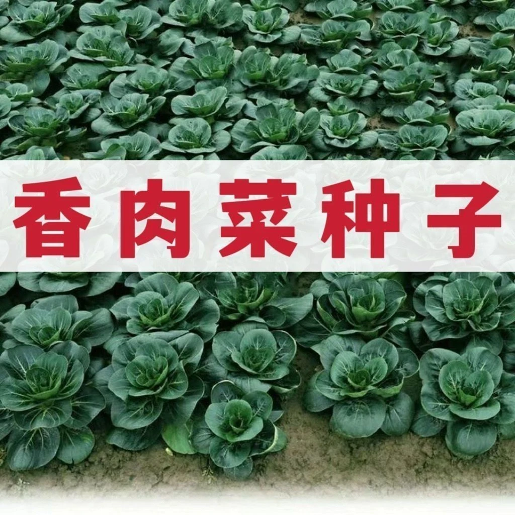 【今年新种】台湾香肉菜种子耐寒耐热春秋四季播青菜蔬菜种子大