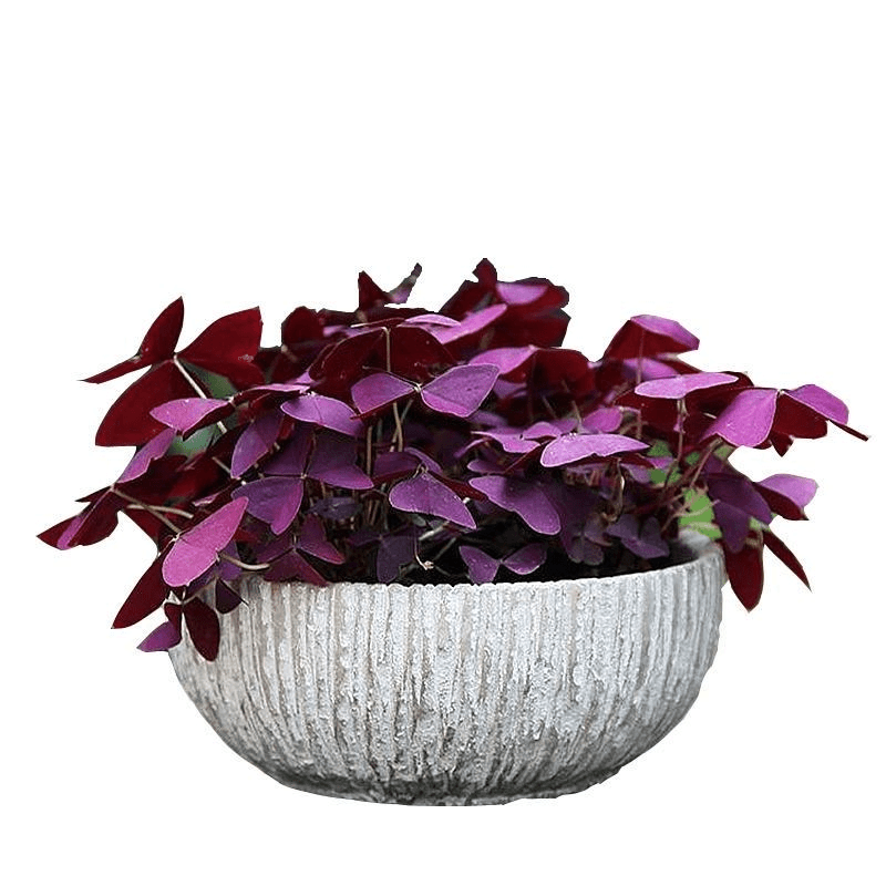 紫叶酢浆草种子庭院花卉植物盆栽绿植易活种子