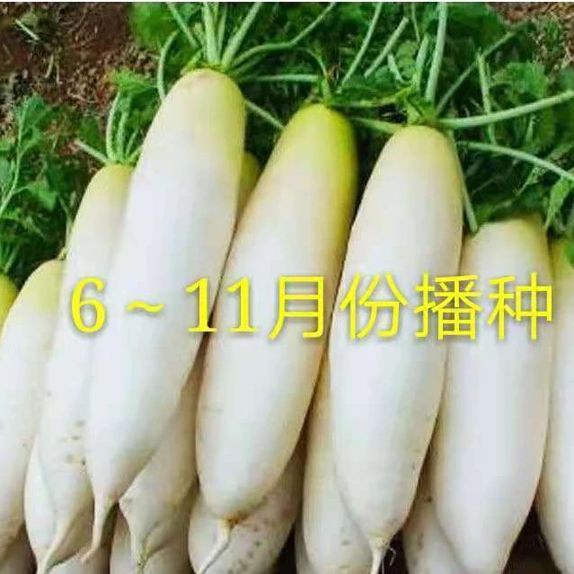 迟花晚大白萝卜种子不空心耐抽苔秋冬阳台蔬菜种籽