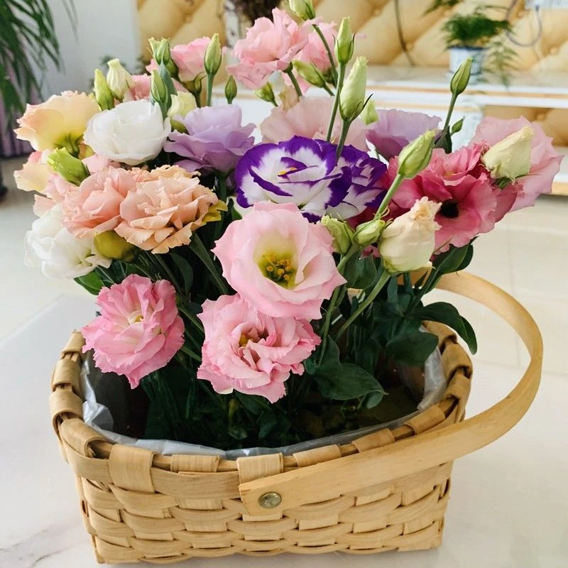 重瓣洋桔梗花种子四季播种开花易活花卉种孑庭院室外阳台花草种籽