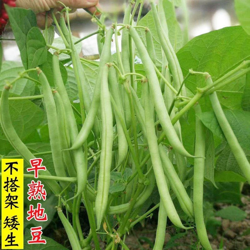 无架四季豆种子无筋豆角种籽早熟矮生不搭架豆角盆栽蔬菜种子