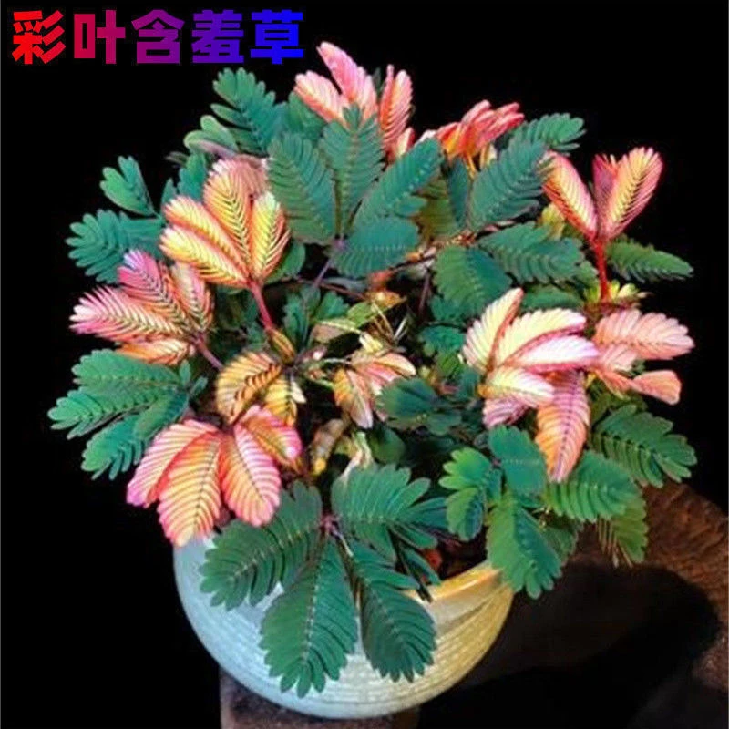 含羞草种子阳台庭院种植四季易种盆栽花籽盆栽花草花卉害羞草种子