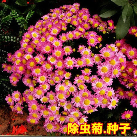 除虫菊种子驱蚊草除虫花种子种籽四季可栽盆栽室内外阳台花卉种子