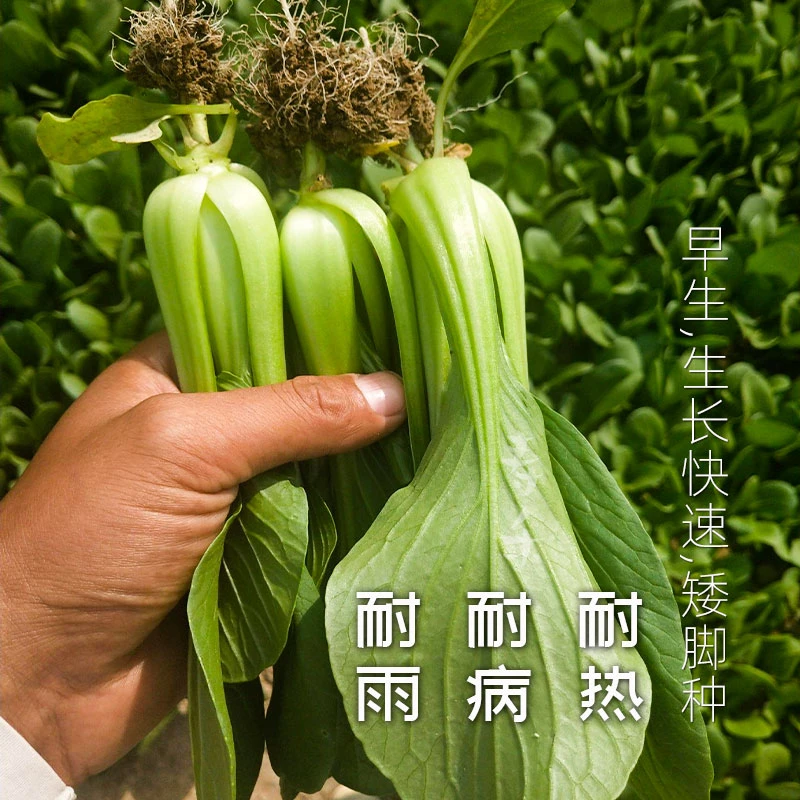 四季小白菜菜种子矮杆上海青苏州青八宝青小青蔬菜盆栽阳台庭院
