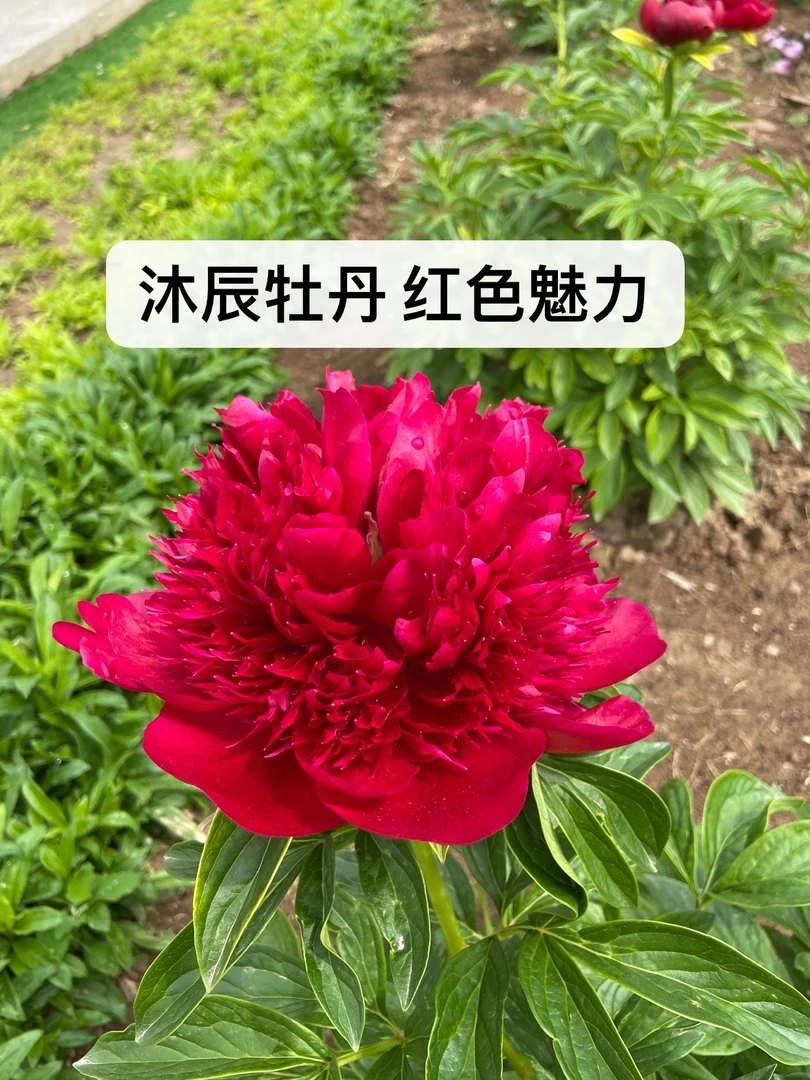 菏泽沐辰 精品芍药