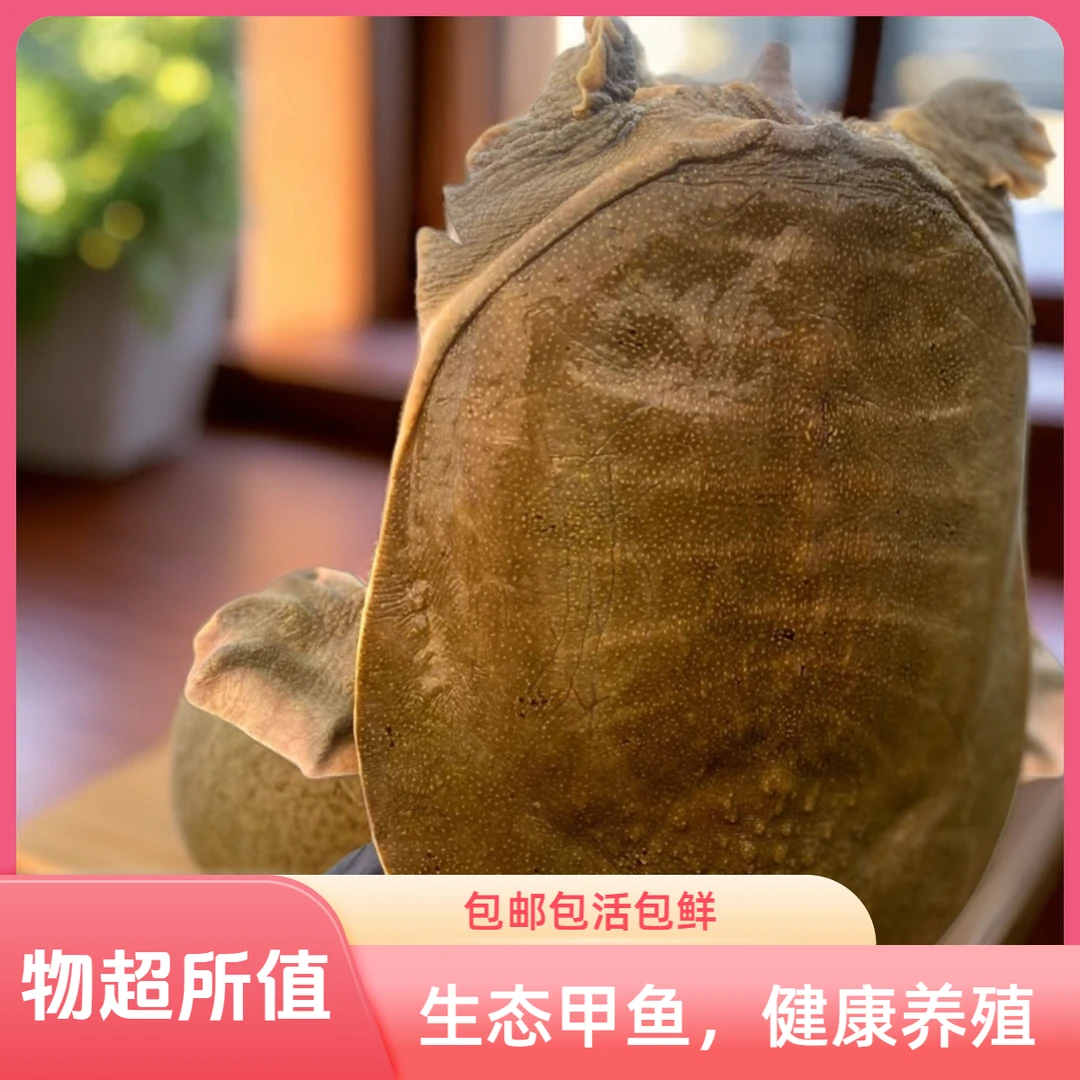 亏米清塘一一外塘公甲鱼青黄背三支装6斤以上