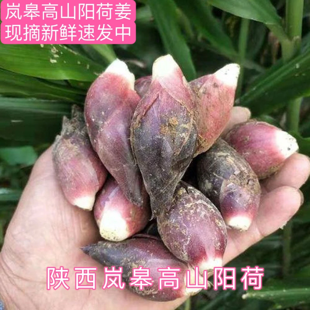 陕西岚皋阳荷姜3斤5斤9斤新鲜自家种植现摘现发陕西特产蔬菜阳荷