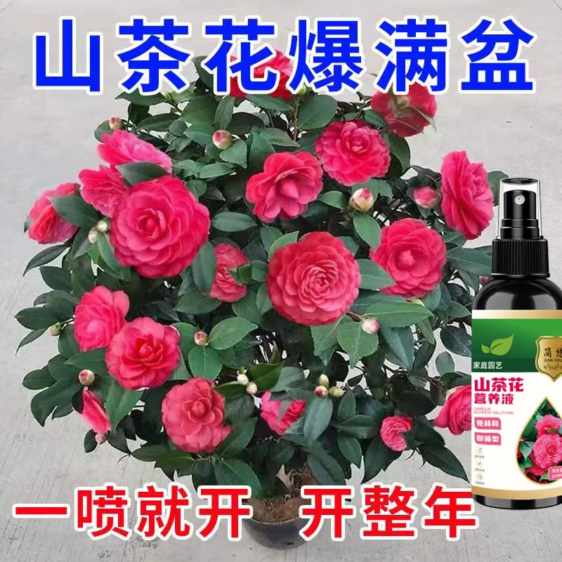 开整年】山茶花营养液茶花专用肥防黄叶卷叶褐斑干枯落雷不开花肥