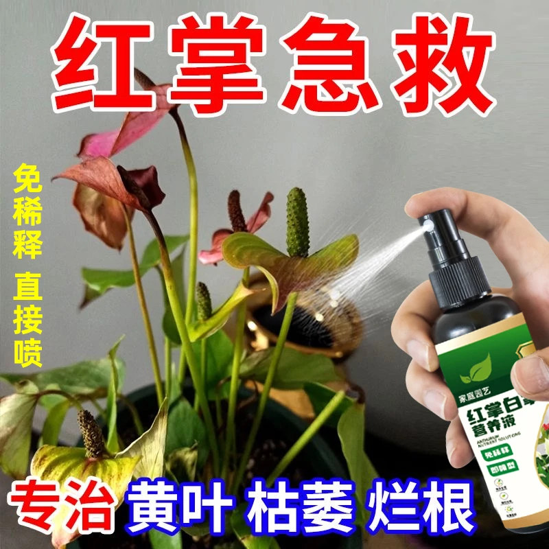 【拯救黄叶】红掌白掌专用营养液催花促花家用液体肥专治黄叶枯萎