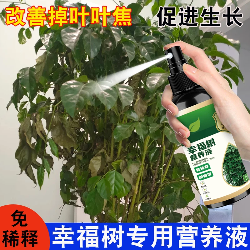 幸福树营养液掉叶落叶黄叶枝干光秃促发芽长新叶液体肥植物嫩叶