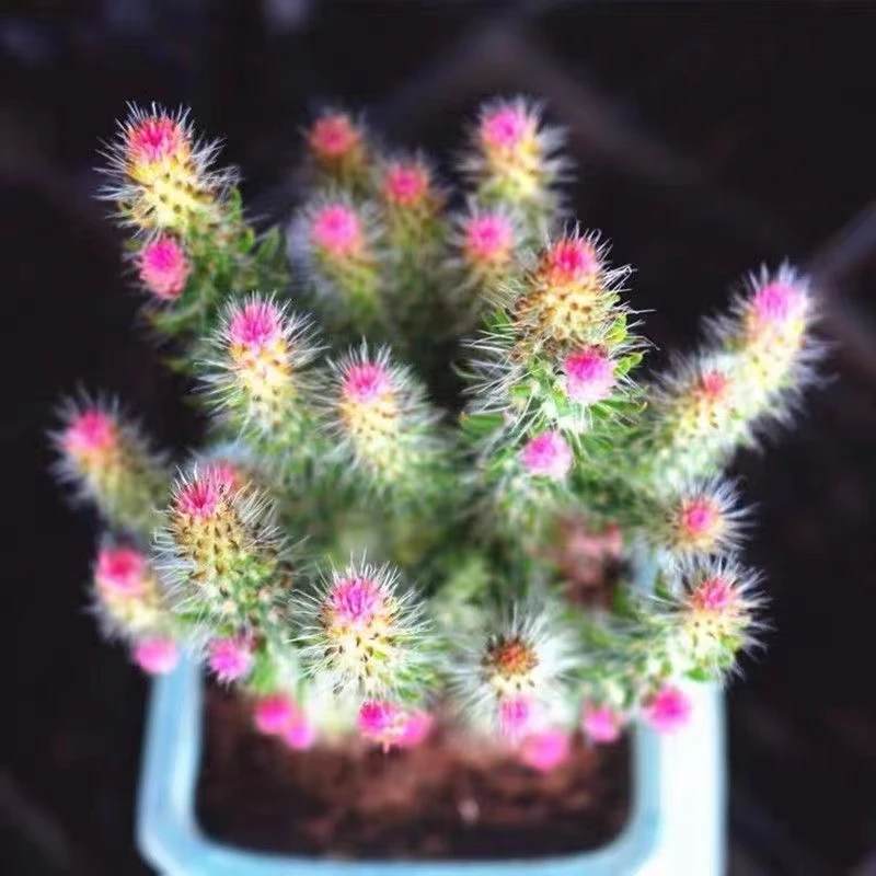 松鼠团扇仙人掌开花仙人球多肉植物花卉阳台办公室桌面盆栽防辐射