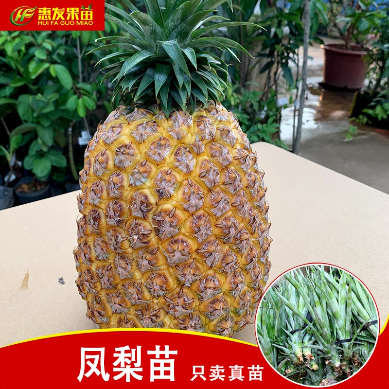 大果凤梨苗 结果重7-10斤 裸根苗 大凤梨苗 西瓜凤梨苗 好种植