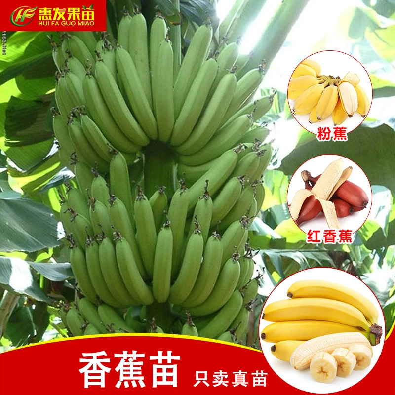 矮脚香蕉果树苗 粉蕉苗皇帝蕉苗 红香蕉苗 香蕉果树苗