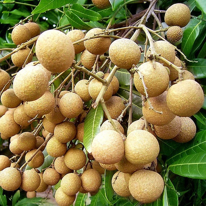 石硖龙眼苗 四季龙眼苗 红皮龙眼苗 嫁接果树苗