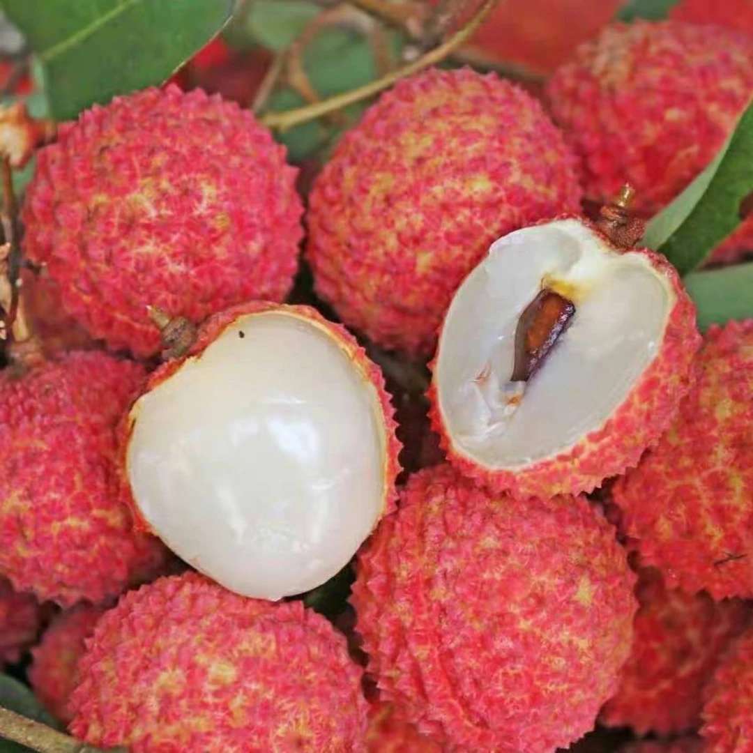 桂味荔枝苗 糯米糍荔枝树苗 仙进奉荔枝苗 冰荔荔枝苗 品种齐全