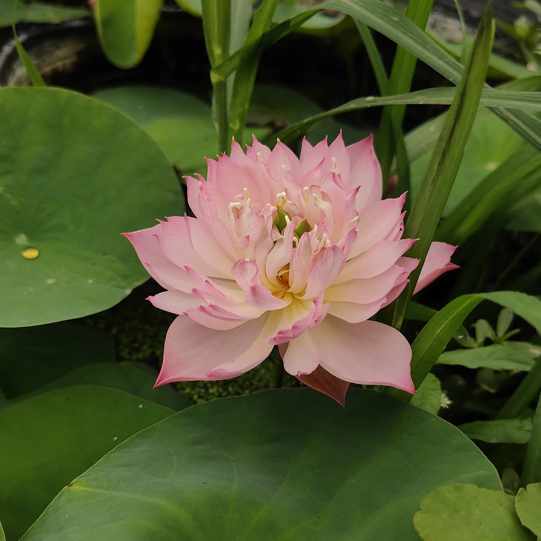 【粉玲珑21】小型碗莲种藕春夏秋开花阳台庭院楼顶种植水生花卉植物