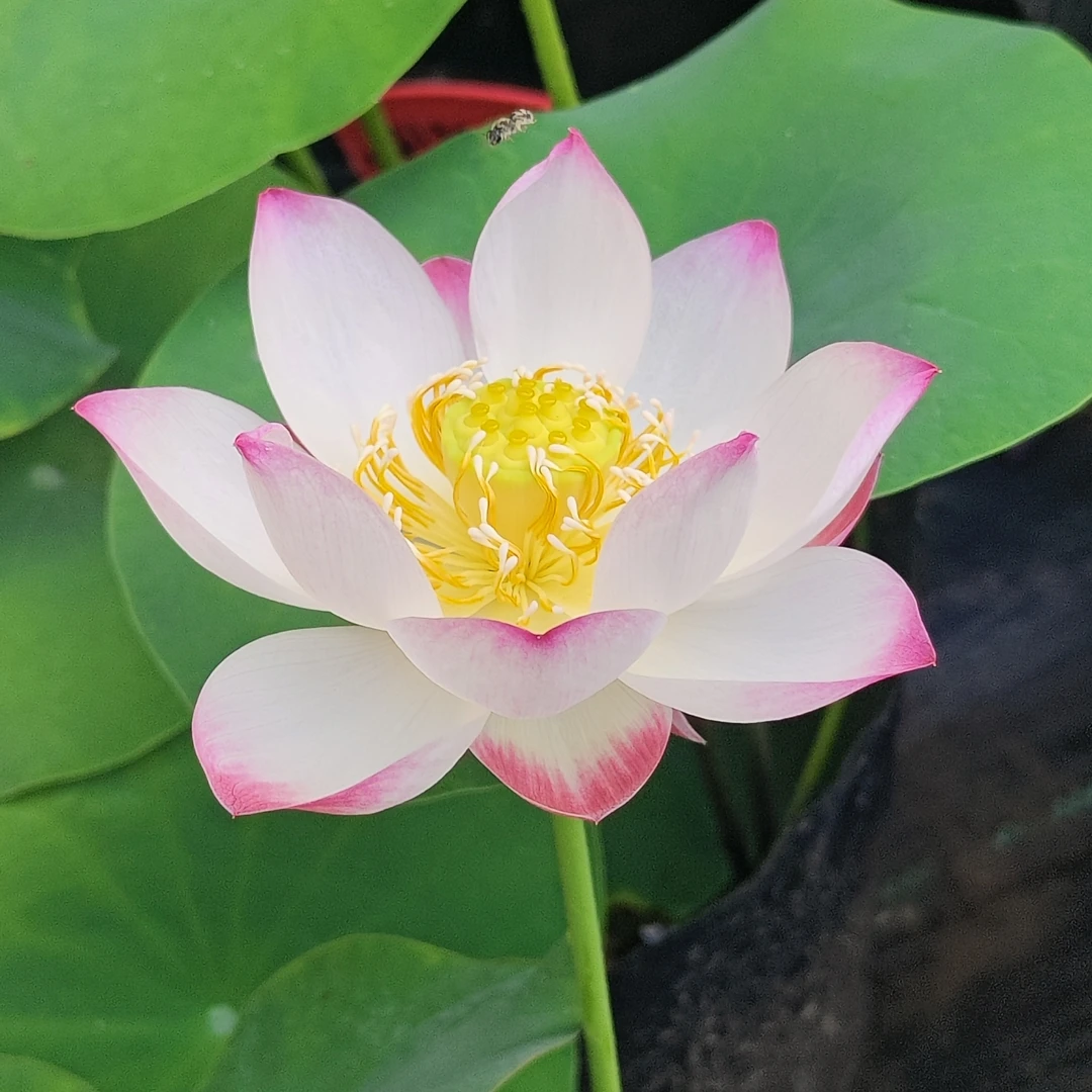 【小玲】小微型碗莲杯苗/种藕根茎水生植物花卉绿植阳台庭院楼顶种