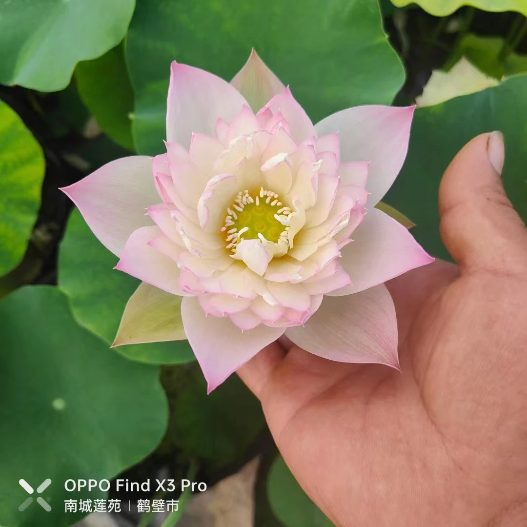 【粉牡丹】中小型碗莲种藕种子水生植物春夏庭院楼顶种植花卉绿植