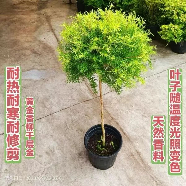 黄金香柳 庭院阳台绿化点缀 多年生观叶植物耐寒黄金清香木千层金