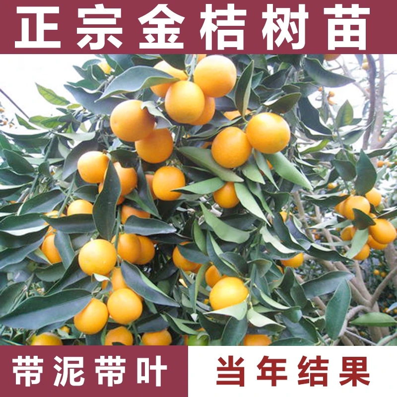 沭草庭四季金桔树苗盆栽带果客厅招财植物室内外花卉绿植小橘子