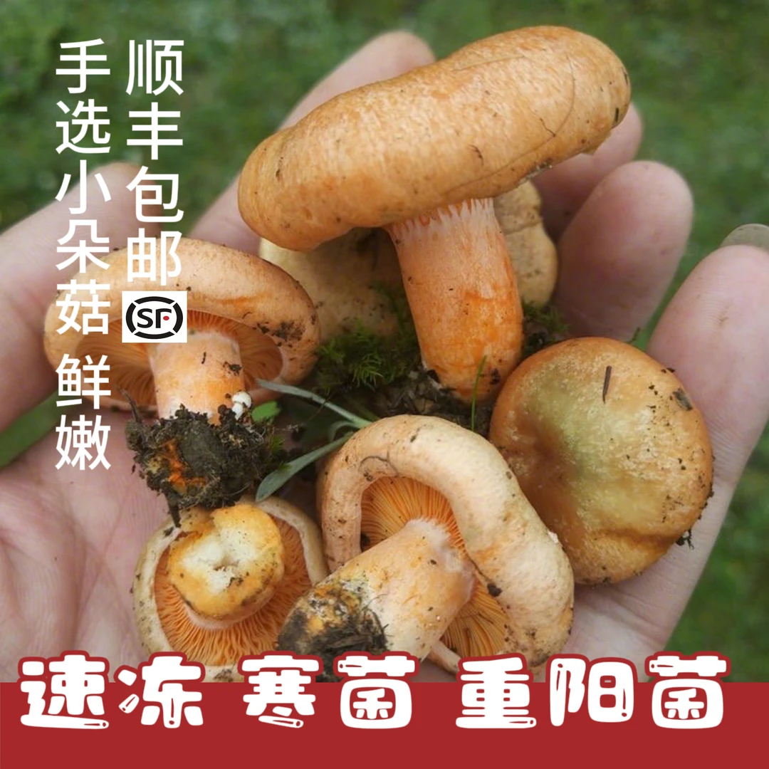 速冻寒菌新鲜小朵枞菌湖南特产野生重阳菌乌枞菌雁来蕈松树蘑松菌