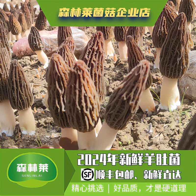 新鲜羊肚菌2024年当季现摘头茬现货食用肉厚煲汤产品精选顺丰包邮