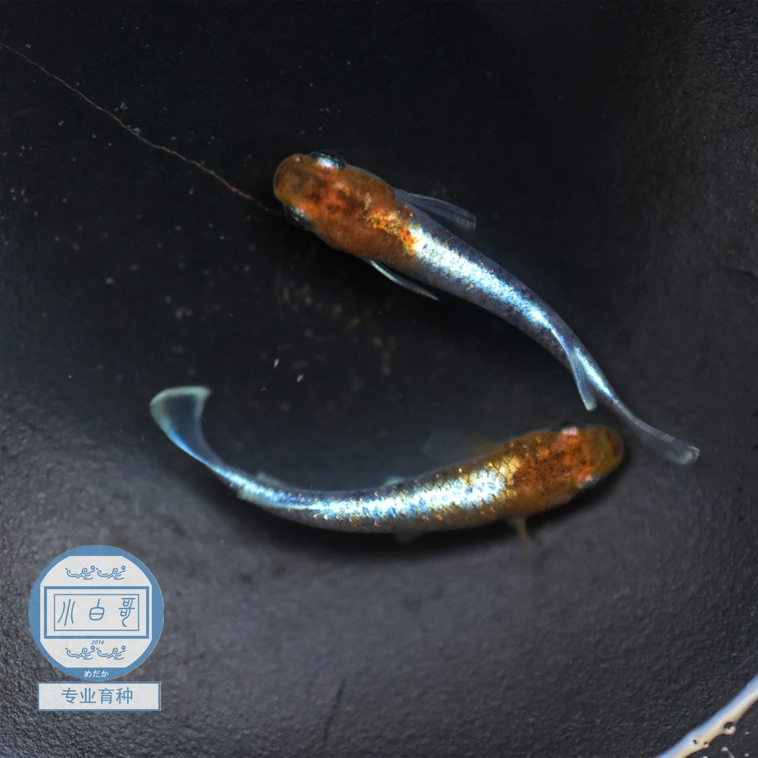 观背青鱂冷水鱼朱光菊小白哥加温专业育种金鱼孔雀鱼微型锦鲤