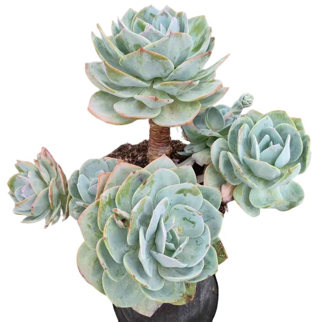 【造型桩血凤】 新手必拍 好看好养 多肉植物云南昆明发货