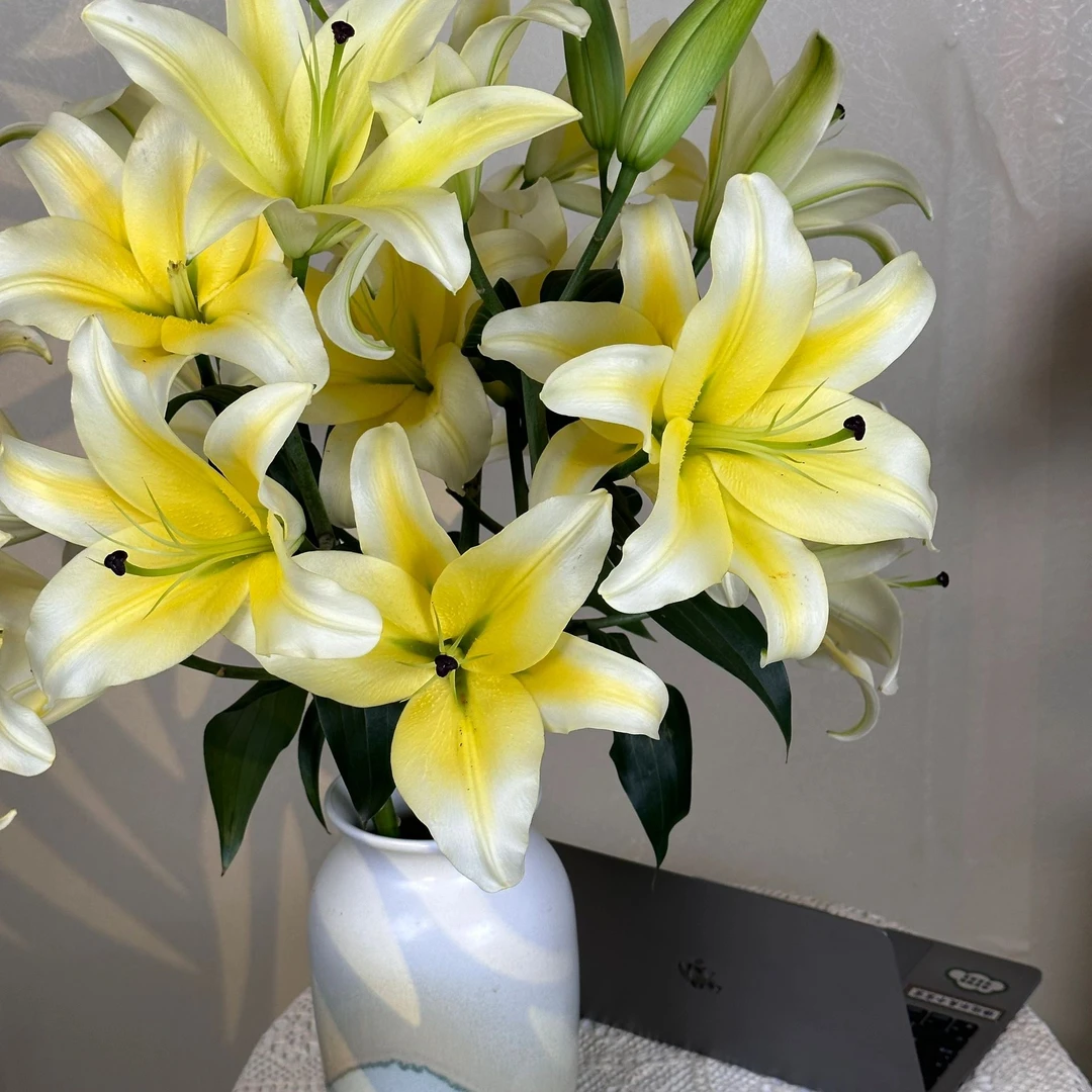 【香樟坊甄选】三头黄天霸百合 观赏型鲜切花百合