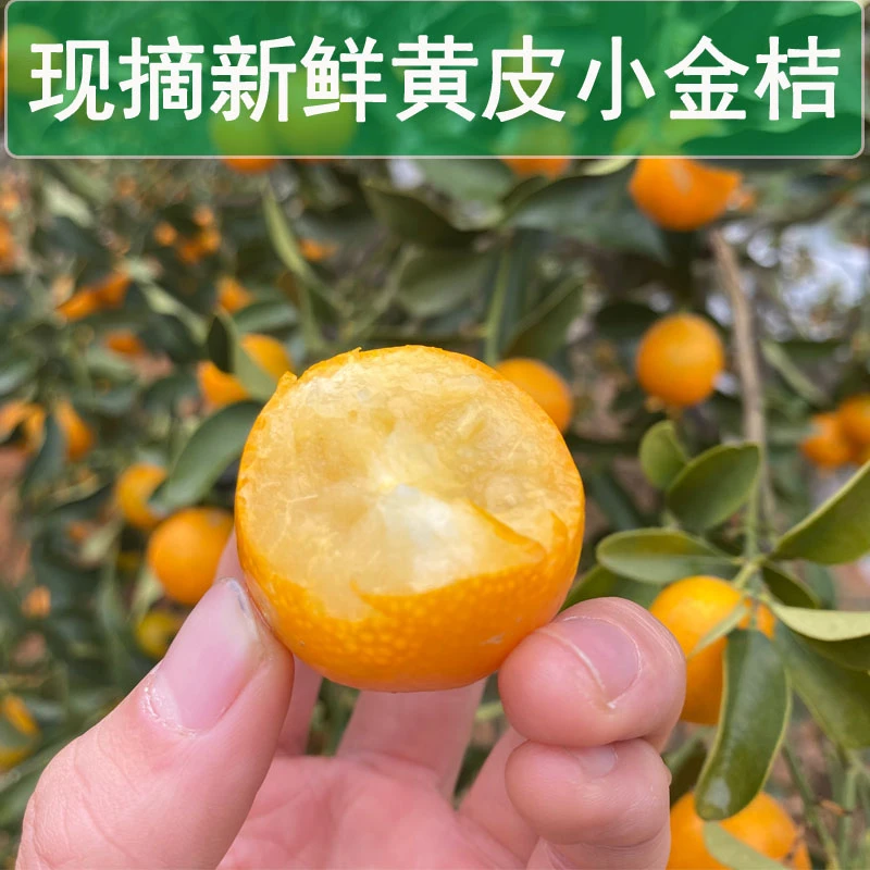 【咳嗽熬膏新鲜金桔】5斤现摘黄皮金钱橘孕妇酸甜水果麻皮油皮2斤