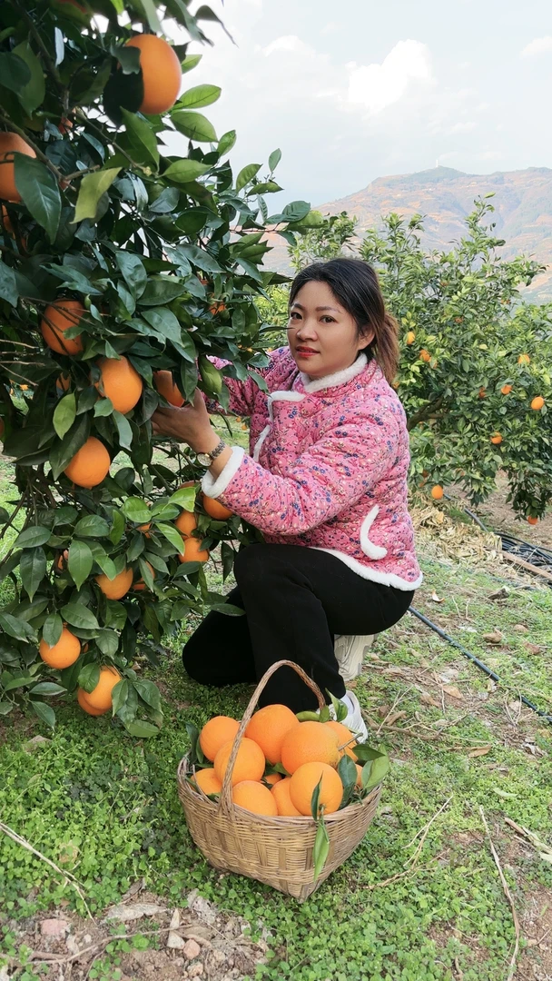 【谢橙橙】重庆奉节草堂脐橙纽荷橙子专属链接
