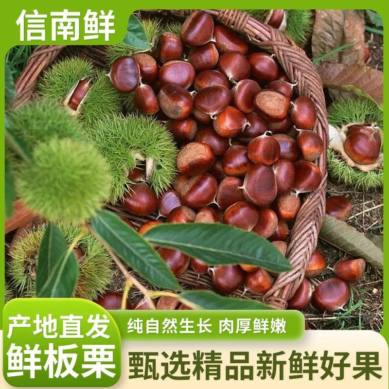 新鲜大别山新上市板栗带刺球栗子口感脆甜大果带壳嫩板栗新鲜