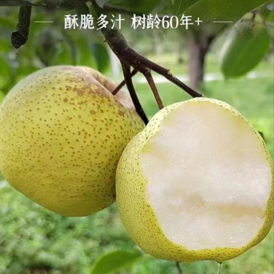 【兰妹优选】4.5-5斤砀山老树酥梨 京东包邮现摘现发皮薄多汁